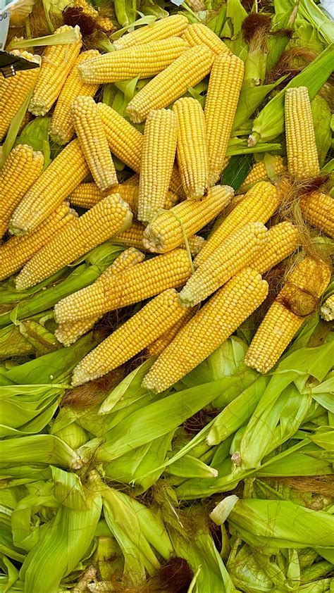 Mazorcas de maíz dulce recién cosechadas