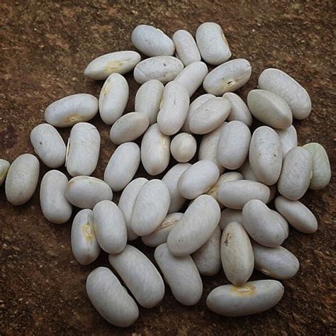 Imágenes de semillas de porotos secas y almacenadas