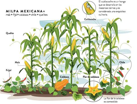 Esquema de la milpa mesoamericana con los cultivos principales en caricatura