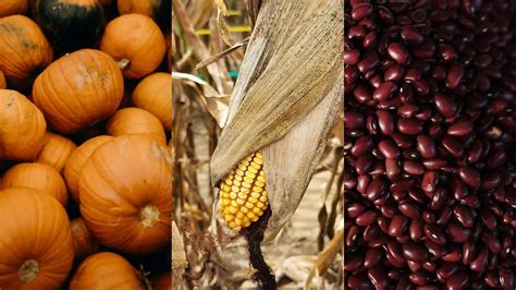 Infografía: Beneficios para la salud del maíz, frijol, calabaza y chile