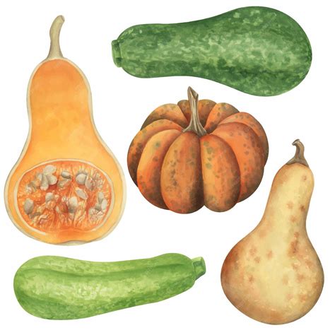 Ilustración de calabacines frescos y patatas, listos para ser preparados.