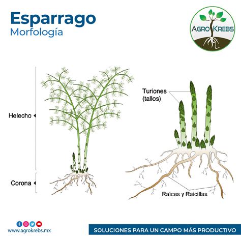 Esquema de la estructura de la planta de espárrago: corona, raíces carnosas y turiones.