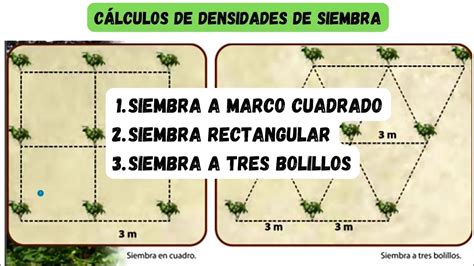Gráfico comparativo: relación entre densidad de plantación y peso fresco del turión.