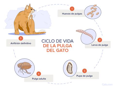 Esquema del ciclo de vida de una pulga en un gato y su entorno