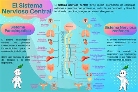 infografía sobre el sistema nervioso central y sus efectos con anfetaminas