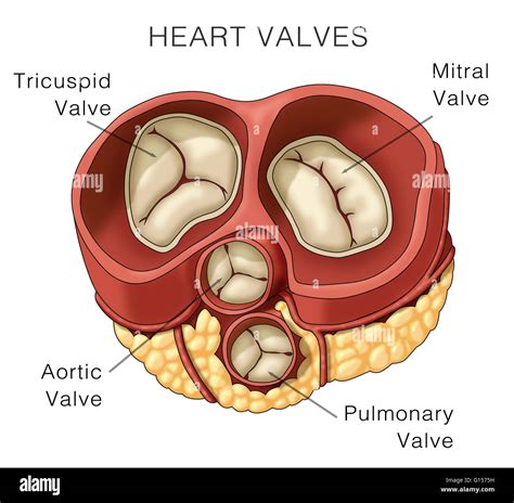 diagrama anatómico del corazón destacando las válvulas mitral, aórtica y tricúspide