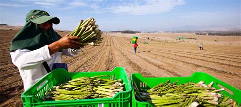 Herramientas esenciales para el cultivo de espárragos.