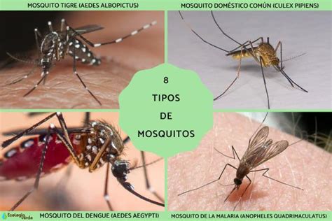 Infografía que muestra los diversos factores de atracción de los mosquitos, incluyendo el tipo de sangre, CO2, sudor y colores de ropa.