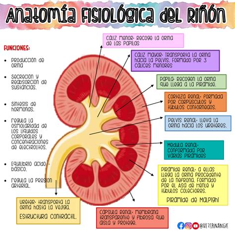 Diagrama de la estructura renal de un salmón afectado por BKD.
