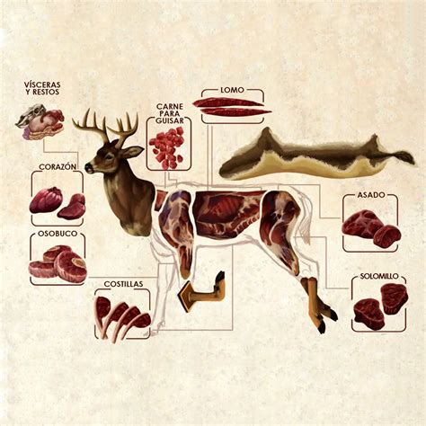 Esquema de la cocción lenta de carnes de caza con sus ingredientes aromáticos.