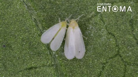 Mosca blanca adulta de cerca, destacando su color blanco y tamaño diminuto.