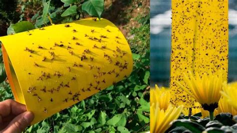 Imagen de trampas cromáticas amarillas colocadas en un cultivo para monitorear la mosca blanca.