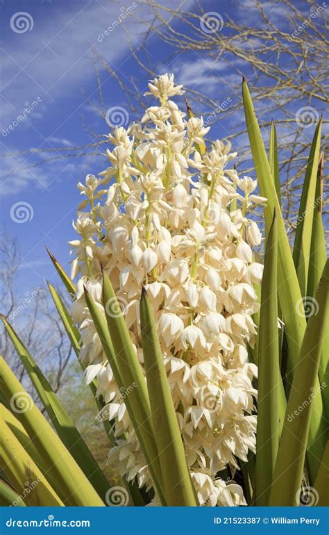 Fotografía de una vara floral de yuca con flores blancas.