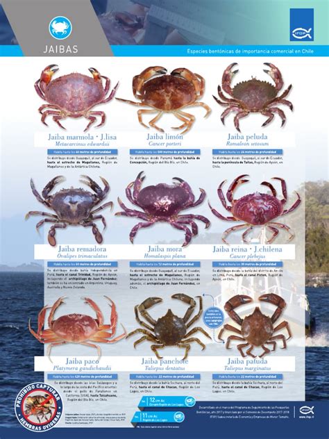 Ilustración de diferentes tipos de jaibas chilenas