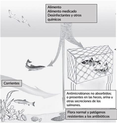 Esquema que ilustra el flujo de antibióticos desde los salmones hacia el ambiente acuático.