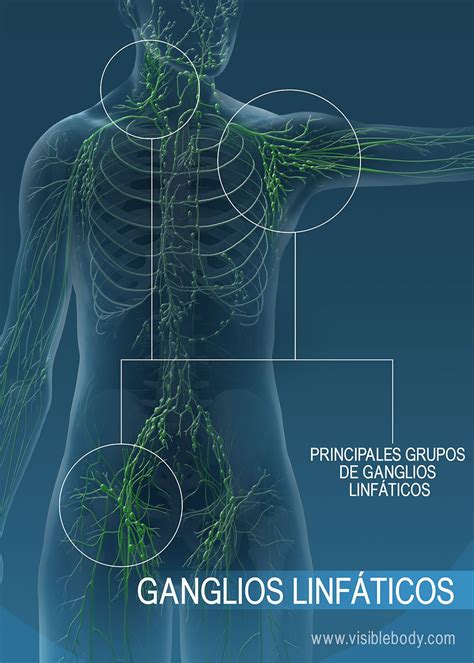 Ilustración anatómica que muestra la ubicación de los ganglios linfáticos en el cuello.