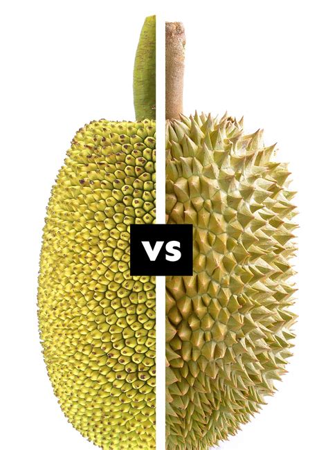 infografía comparativa entre el durian, la yaca y el manzanillo de la muerte destacando sus frutos
