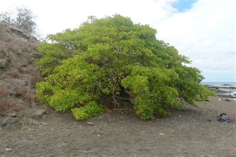 foto de advertencia en una playa tropical junto a un árbol de manzanillo con sus frutos verdes en el suelo