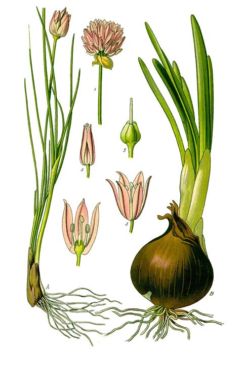 Ilustración botánica de la cebolla (Allium cepa) mostrando sus características generales.