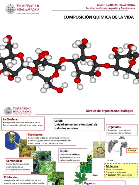 Esquema detallado de la composición química de aditivos comunes en productos de confitería y galletas industriales