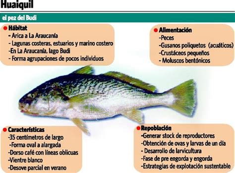 Ilustración del pez huaiquil y el lago Budi