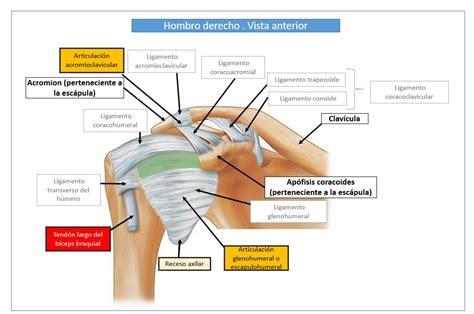Esquema de la articulación del hombro con huesos y ligamentos principales