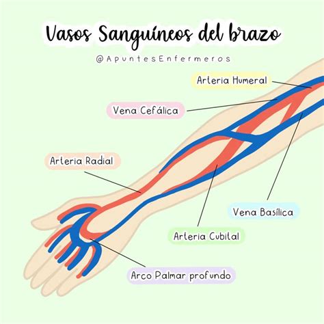 Diagrama del plexo braquial y principales vasos sanguíneos del brazo