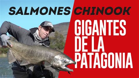 Mapa de la distribución nativa e introducida del salmón Chinook