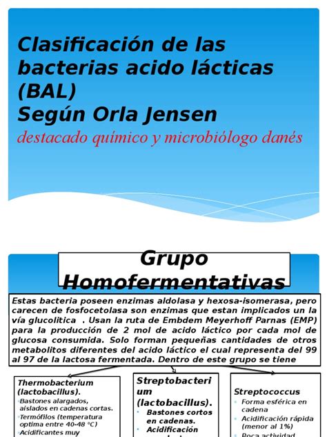 Infografía detallando las vías metabólicas de las bacterias ácido lácticas homofermentativas y heterofermentativas.