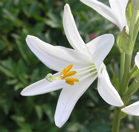 foto de una flor de lirio (Lilium) silvestre