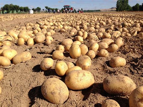 Campo de cultivo de patatas en España durante la temporada de crecimiento