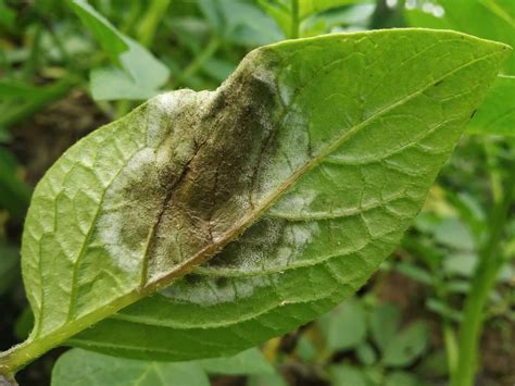 Patata infectada con tizón tardío mostrando manchas de podredumbre marrón rojizas