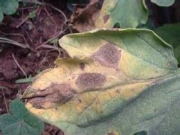 Manchas necróticas con anillos concéntricos en hojas de patata, síntoma de tizón temprano