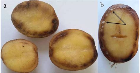 Tubérculo de patata infectado por Ralstonia solanacearum con gotitas de baba bacteriana