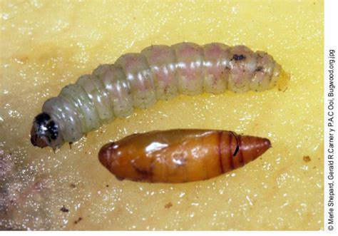 Larvas de Polilla de la patata (Phthorimaea operculella) en un tubérculo, causando pudrición