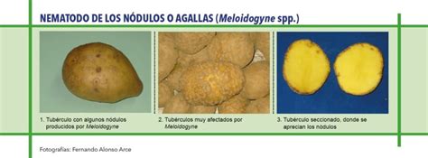 Agallas en las patatas causadas por nematodos agalladores (Meloidogyne spp.)