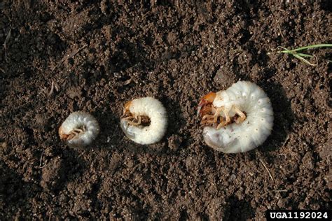 Tres larvas blancas de diferentes especies (escarabajo japonés, escarabajo europeo y escarabajo de junio)