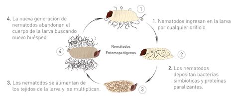 Nematodos entomopatógenos juveniles emergiendo del cadáver de un insecto