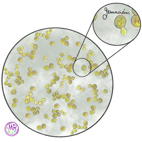 Microfotografía de células de levadura en proceso de gemación