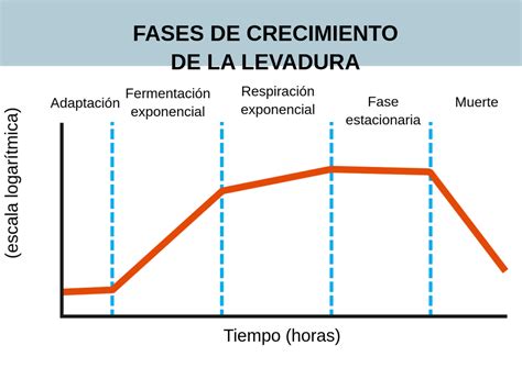 Representación gráfica de las etapas de crecimiento de la levadura