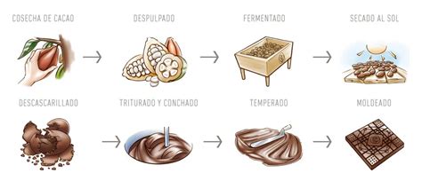 ilustración del proceso de elaboración del chocolate desde el grano de cacao hasta la tableta