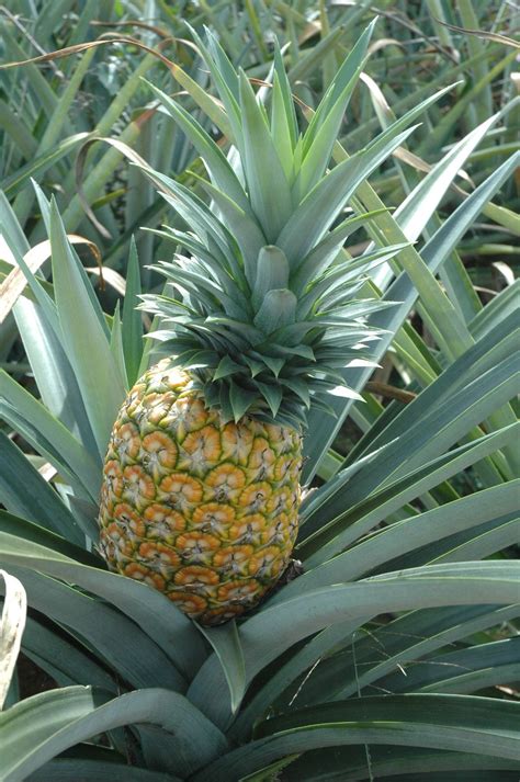 Planta de piña y frutas maduras