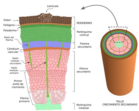 Esquema anatómico del tallo de una planta de frijol mostrando los tejidos vasculares (xilema y floema) y su morfología externa.