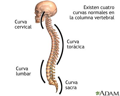 Infografía que muestra la columna vertebral con sus curvaturas naturales y cómo un corrector de postura ayuda a realinear los hombros.