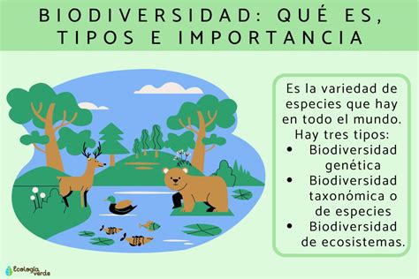 Esquema ilustrativo que muestra la biodiversidad y el ciclo hídrico dentro del Humedal de Batuco