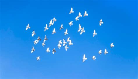 Ilustración de palomas blancas volando en un cielo azul