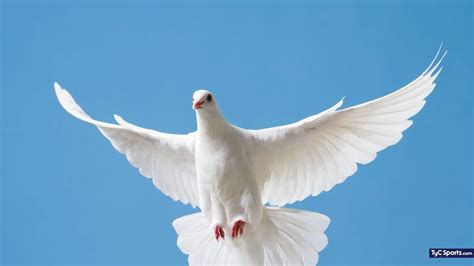 Imagen conceptual de una paloma blanca volando hacia la luz
