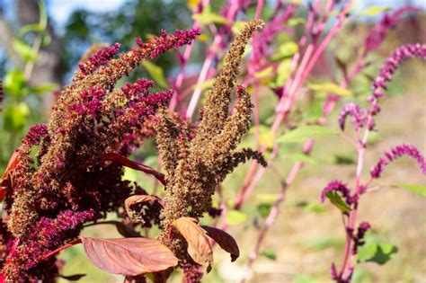 Foto de planta de amaranto rojo con espigas de semillas