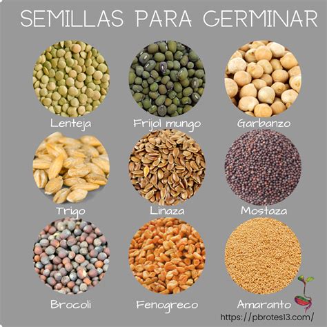 Foto de varios tipos de brotes y semillas germinadas