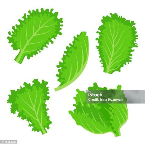 Ilustración de hojas de lechuga frescas y variadas
